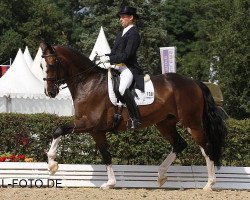 dressage horse Caracciolo (Holsteiner, 2004, from Carpaccio)