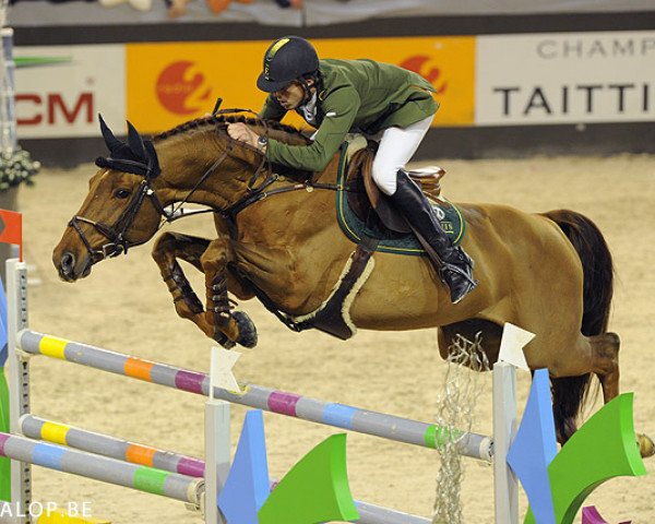 jumper Exquis Oliver Q (KWPN (Royal Dutch Sporthorse), 1996, from Quattro B)