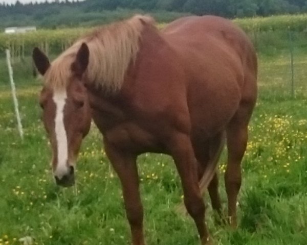 horse Duna (unknown, 2003, from Unbekannt)