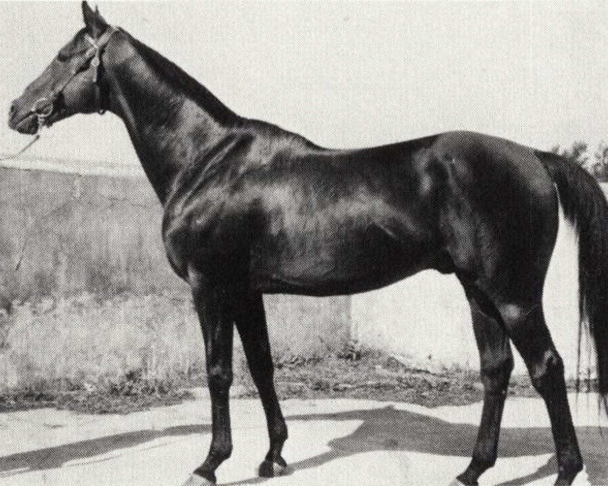 stallion Hurricane xx (Thoroughbred, 1948, from Husson xx)