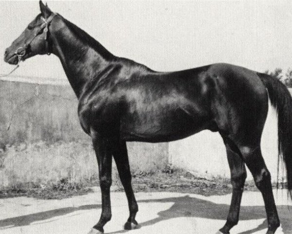 stallion Hurricane xx (Thoroughbred, 1948, from Husson xx)