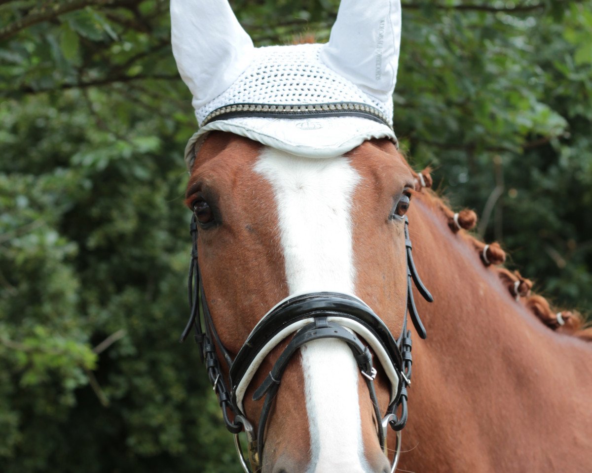 jumper Tabaluga 233 (Hanoverian, 2005, from Toronto)