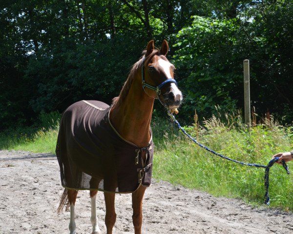 dressage horse Brillant`s Bolero (German Riding Pony, 2004, from Brillant's Golden Boy)