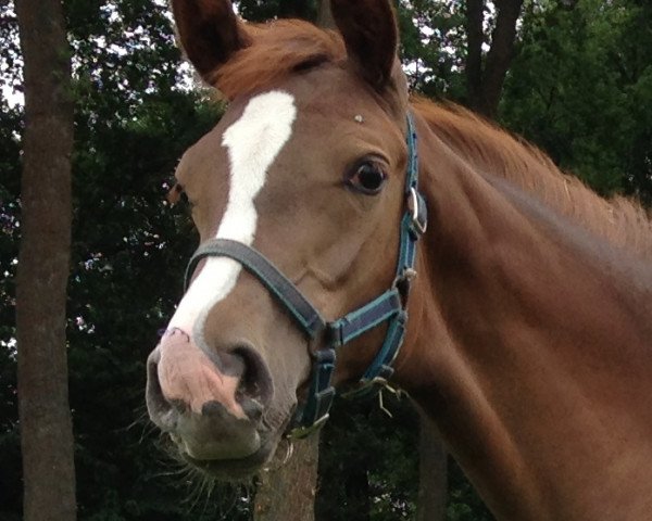 Springpferd Cool Caro (Rheinländer, 2013, von Carrico)