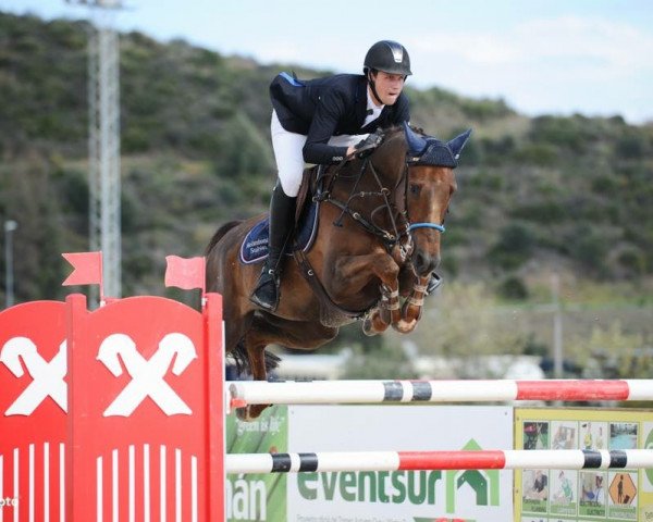 broodmare Cecilia Rosa (Swedish Warmblood, 2002, from Everest)
