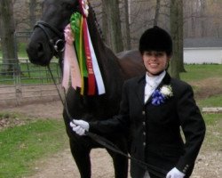 horse Sweet Temptation (Austrian Warmblood, 2006, from Sunny-Boy)