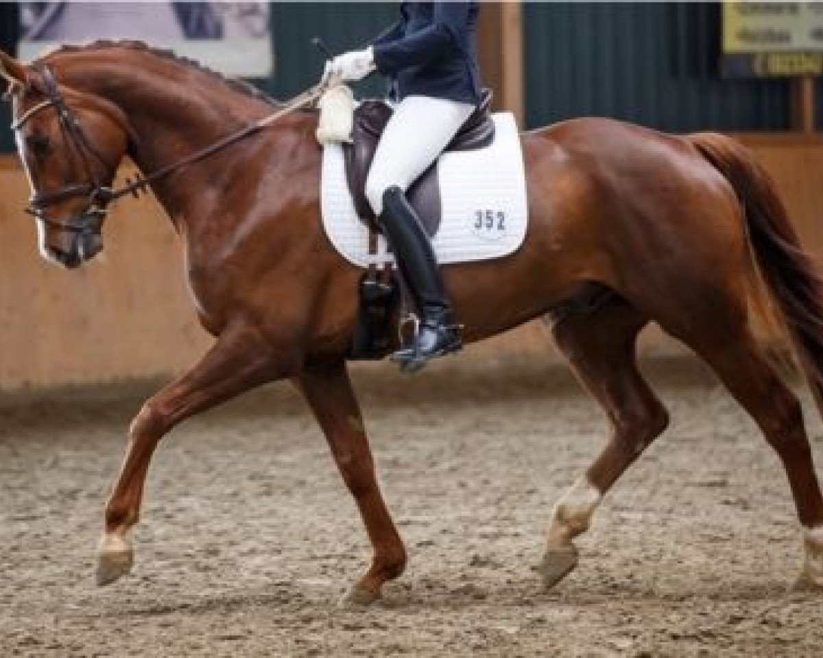 Cavallo da Dressage Fine Man 2 (Westfale, 2009, di Fürst Piccolo)