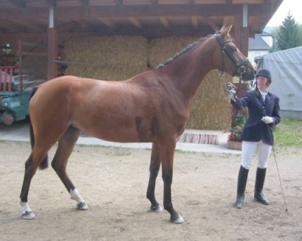 horse Diana (Austrian Warmblood, 2001, from Dacaprio)