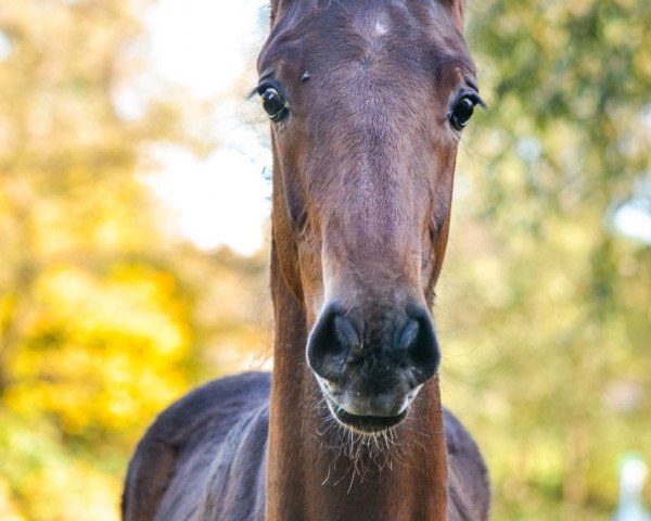 Deckhengst bestes Springblut v Sir Obolenski (Belgisches Warmblut, 2016, von Sir Obolensky Z)