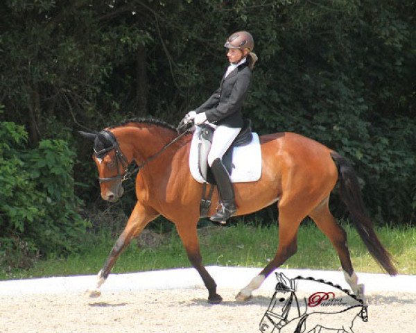 dressage horse Delia SA (Austrian Warmblood, 2007, from Dacaprio)
