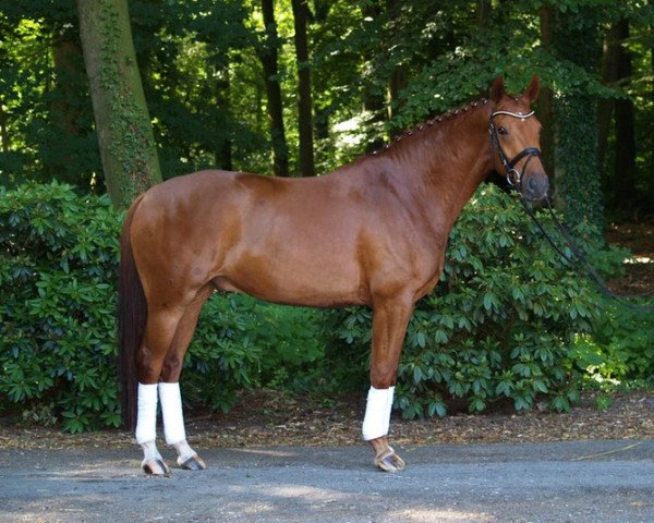 horse Sandia Peak (Oldenburg, 2009, from Serano Gold)