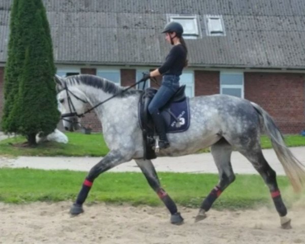 Caballo Sunny Girl (Württemberger, 2005, de Sirius Song)