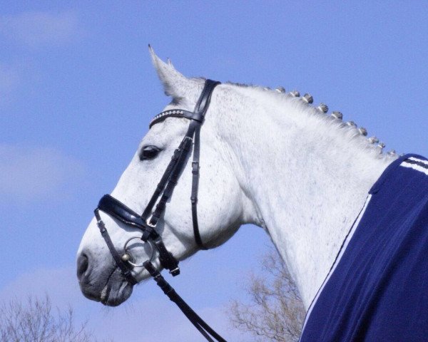 broodmare Gloria 559 (German Sport Horse, 2008, from Ciacomini)