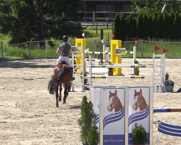 Reitturnier Fehraltorf 2019