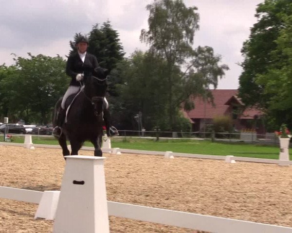 Reitturnier Hille 2019