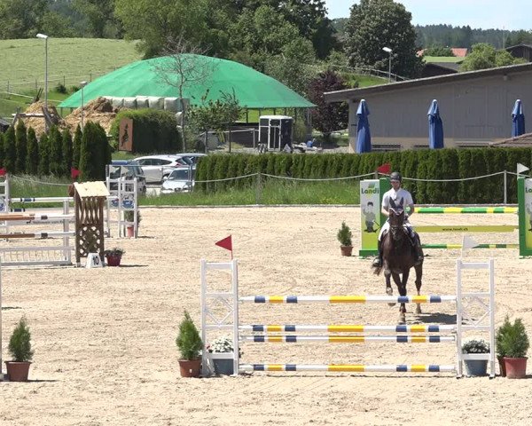 Reitturnier Fehraltorf 2019