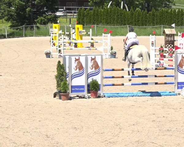 Reitturnier Fehraltorf 2019