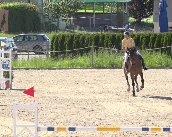Reitturnier Fehraltorf 2019