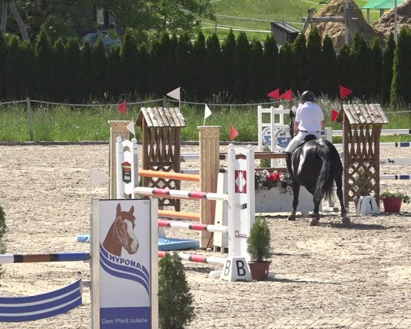 Reitturnier Fehraltorf 2019