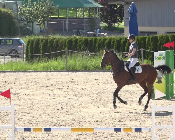Reitturnier Fehraltorf 2019