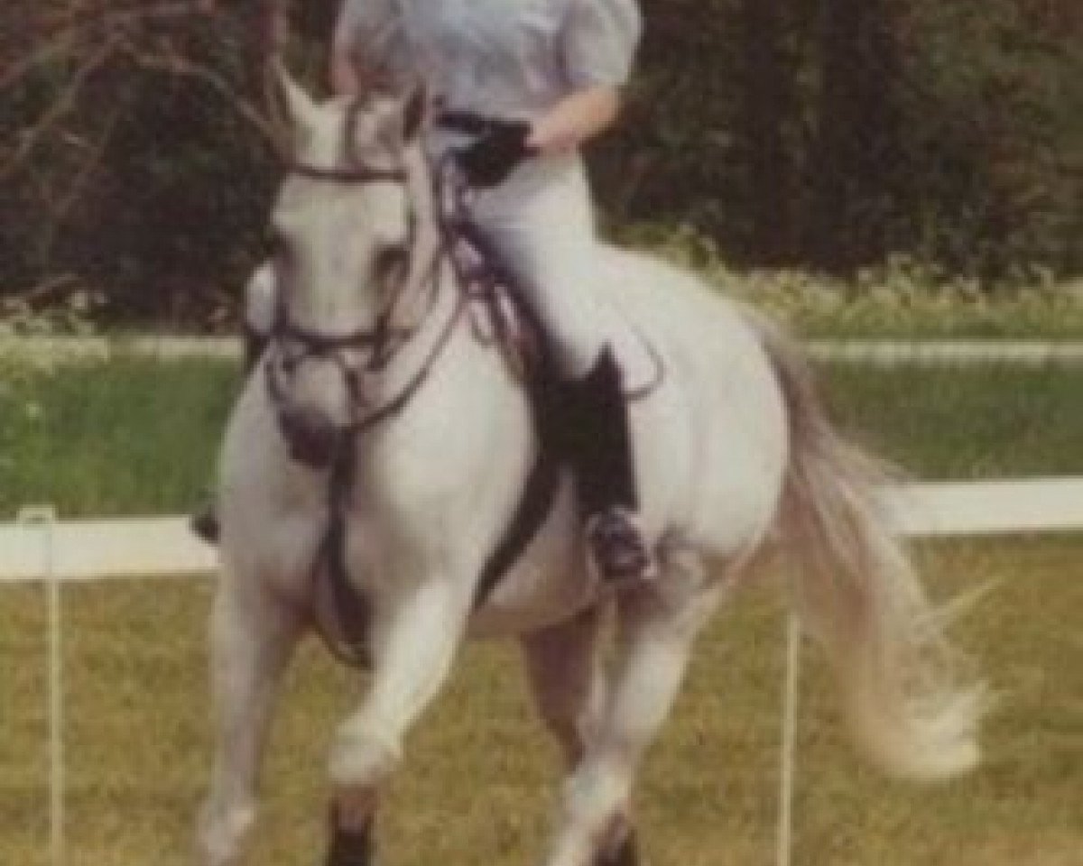 stallion Alexson (Zweibrücken, 1988, from Alexis Z)