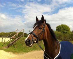 jumper Schroembges (KWPN (Royal Dutch Sporthorse), 2004, from Lupicor)