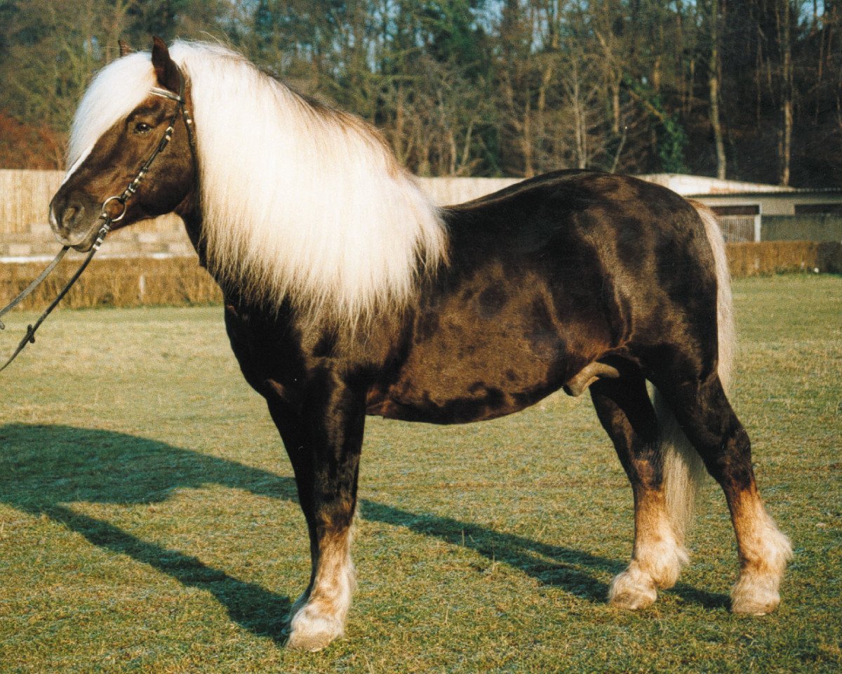 Deckhengst Mergel (Schwarzwälder Kaltblut, 1984, von Merkur)