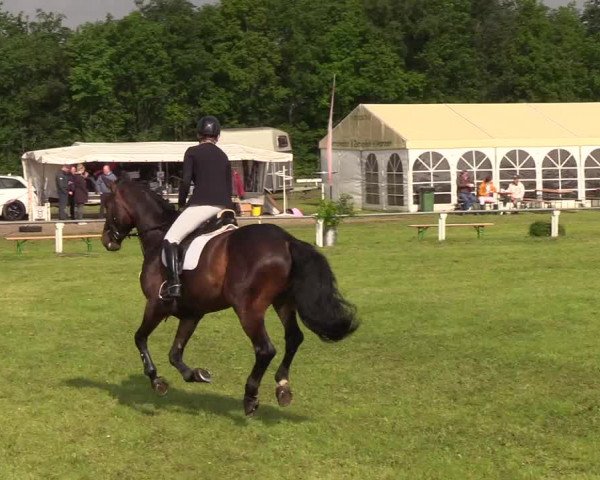 Reitturnier Medelby 2019