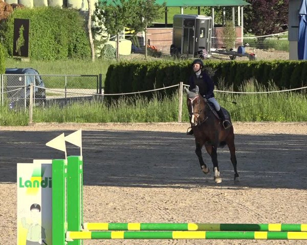 Reitturnier Fehraltorf 2019