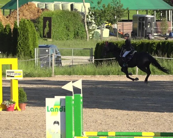 Reitturnier Fehraltorf 2019