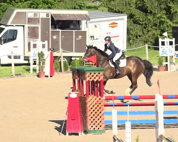 Reitturnier Fehraltorf 2019