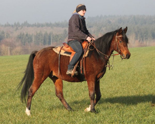 horse Erton (Arabian purebred, 2013, from Kahil Al Shaqab ox)
