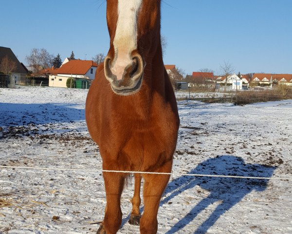 Pferd Bagira II (Deutsches Sportpferd, 2012, von Balou du Rouet)