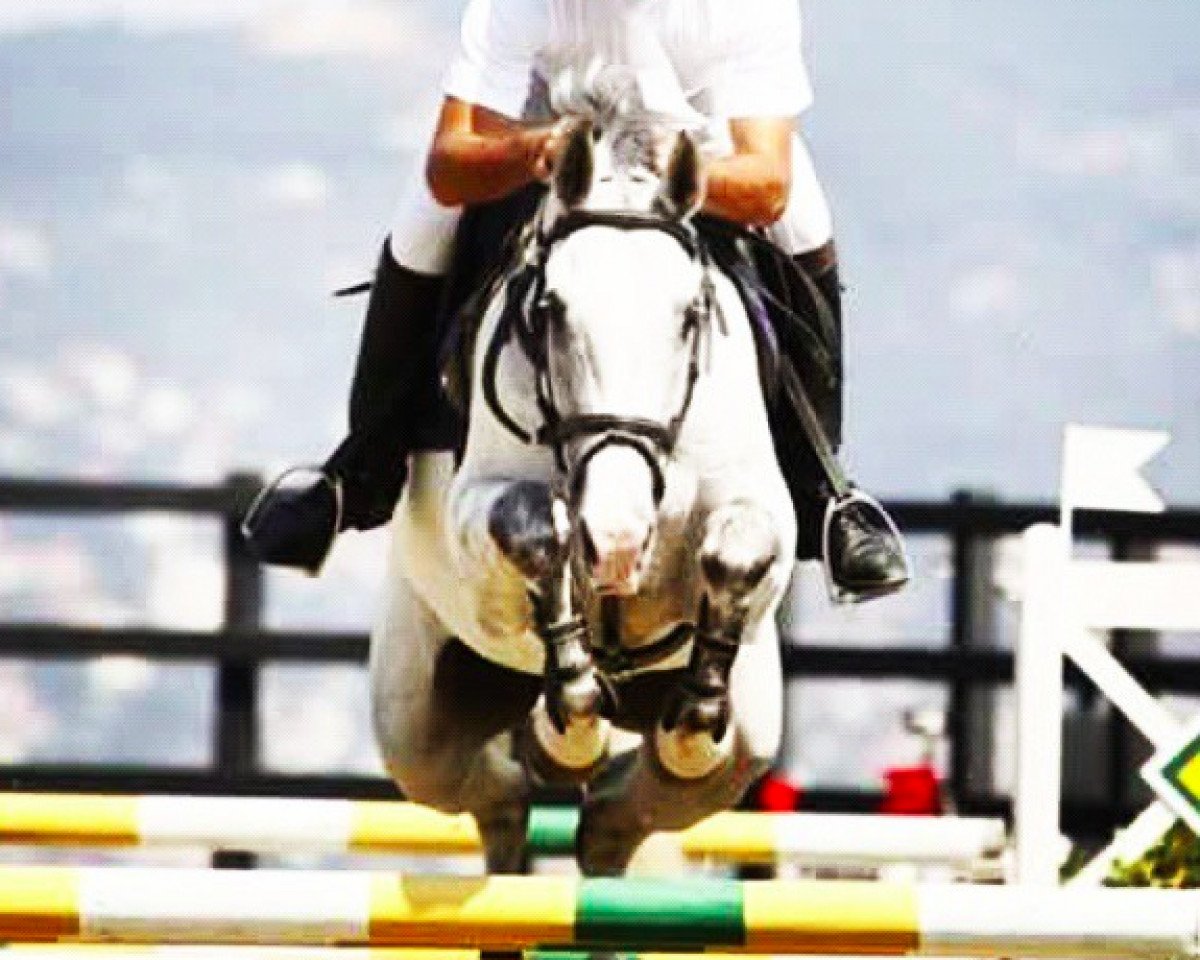 horse Viando V (KWPN (Royal Dutch Sporthorse), 2002, from Odermus R)