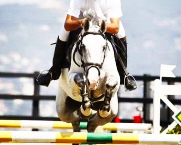 horse Viando V (KWPN (Royal Dutch Sporthorse), 2002, from Odermus R)