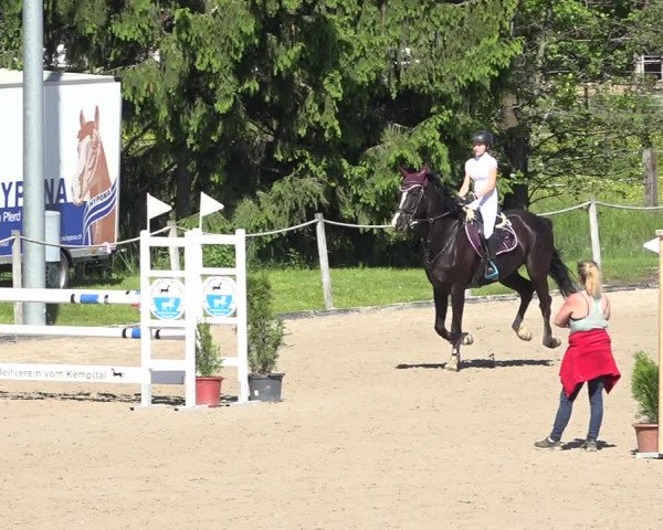 Reitturnier Fehraltorf 2019