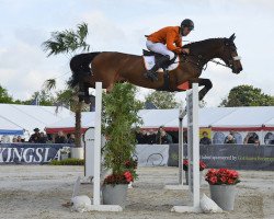 jumper Hisa (Belgian Warmblood, 2007, from Indoctro)