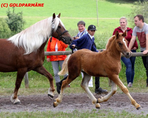 broodmare Rudolph (Black Forest Horse, 2016, from Roter Milan)