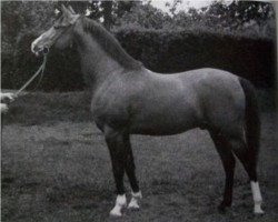 stallion Kohinoor ox (Arabian purebred, 1931, from 3-Koheilan IV ox)