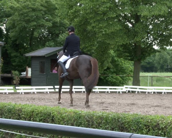 Reitturnier Hamm-Rhynern 2019