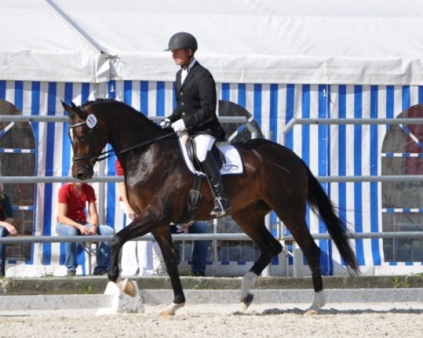Zuchtstute Saliera SA (Österreichisches Warmblut, 2007, von Sir Donnerhall I)