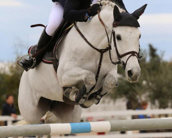 jumper Doxanne B (KWPN (Royal Dutch Sporthorse), 2008, from Zacharov Tn)