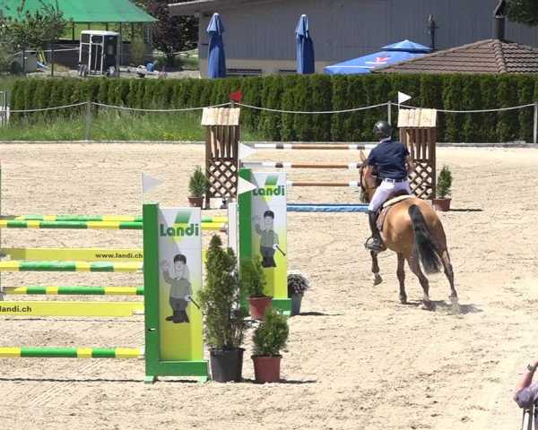 Reitturnier Fehraltorf 2019