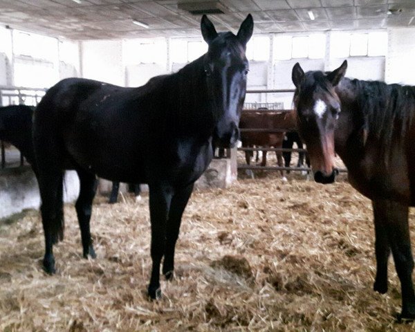 dressage horse Firefly (German Sport Horse, 2014, from Feuerbrand)