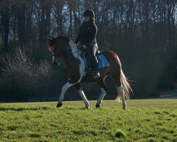 broodmare Let's go Leslie (German Riding Pony, 2004, from Laudatio)