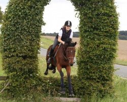 dressage horse Caruso 315 (unknown, 2000)