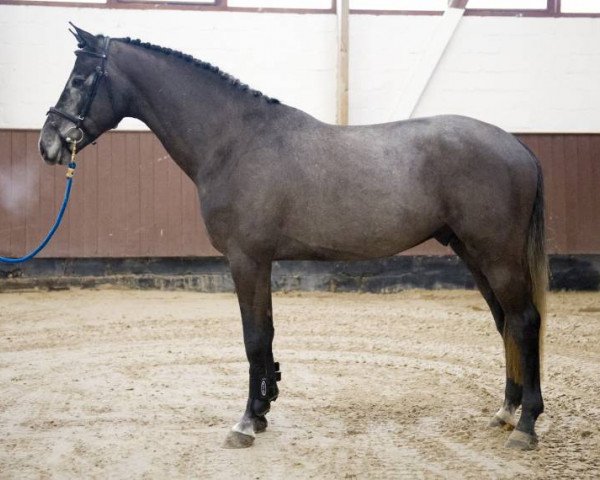 Springpferd Crypton Z (Zangersheide Reitpferd, 2013, von Cumano)
