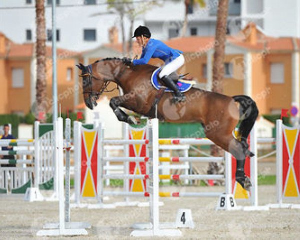 broodmare Unija (Holsteiner, 2004, from Caretino)