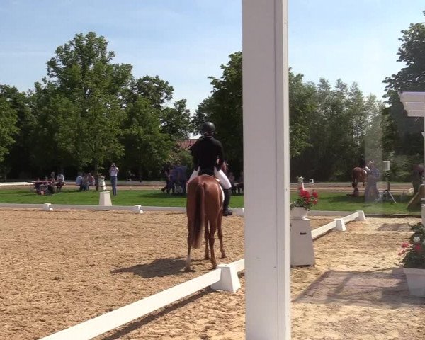 Reitturnier Hille 2019
