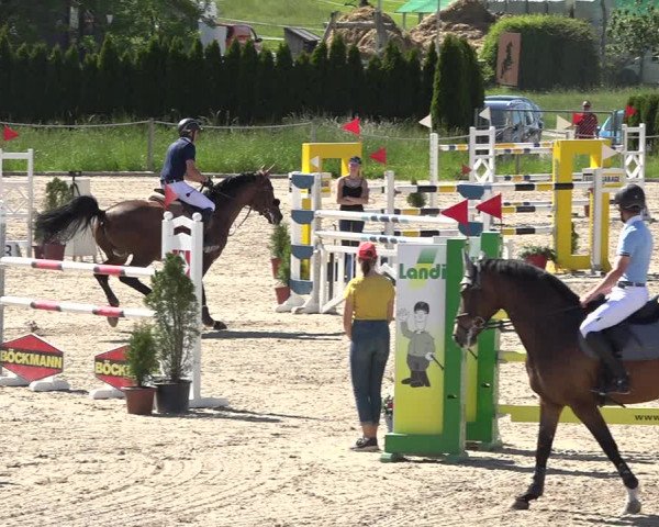 Reitturnier Fehraltorf 2019